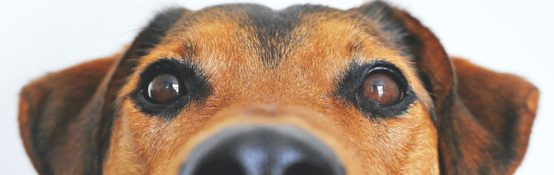 frankincense vs zeolite for canine cancer