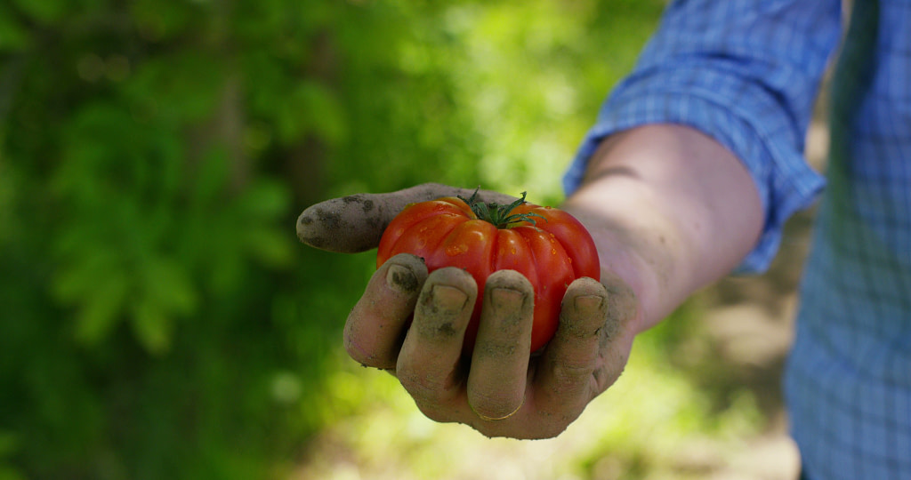 the-farmer-is-holding-a-biological-product-of-tomato-hands-and-tomato-soiled-with-soil-SBI-350660874 | One Source Food Solutions