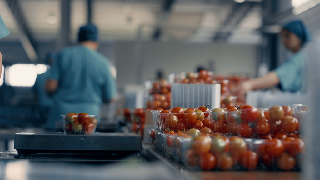 factory-workers-tomato-sorting-process-packing-red-organic-vegetarian-product-hardwork-SBI-350925234 | One Source Food Solutions