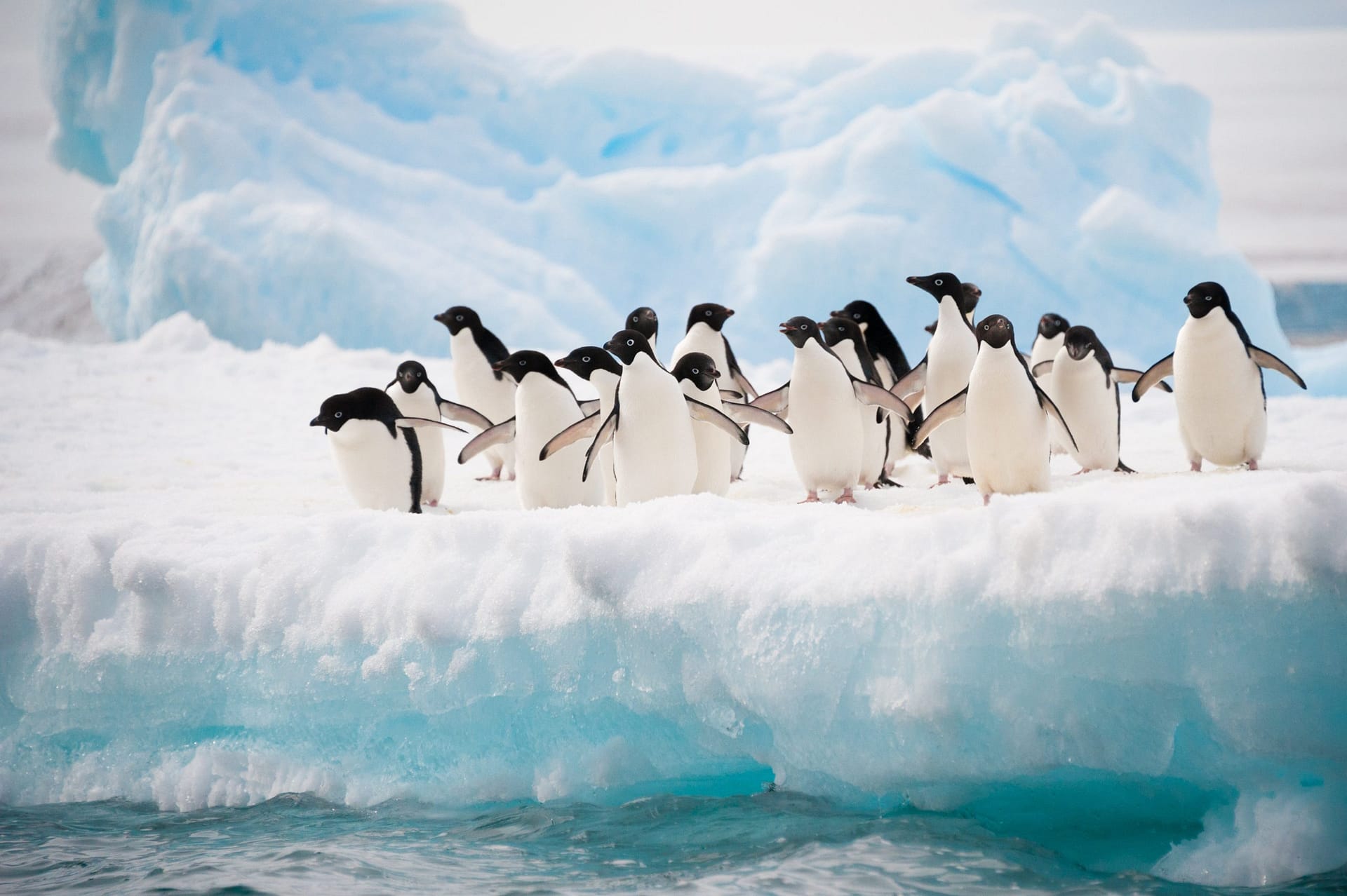 Penguins on the snow | Holiday Planit A group of penguins standing on a snowy ice shelf with a large blue iceberg behind them.