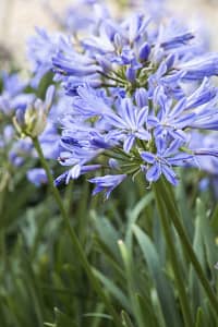 Agapanthus-Baby-Pete | Cascadian Nurseries