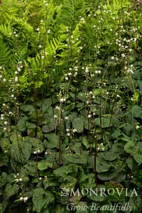 Beesia | Cascadian Nurseries