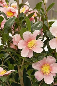 Camellia-Pink-A-Boo | Cascadian Nurseries