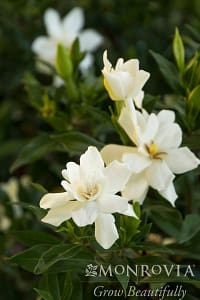 Gardenia-Frost-Proof | Cascadian Nurseries