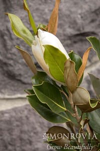 Magnolia-Little-Gem | Cascadian Nurseries