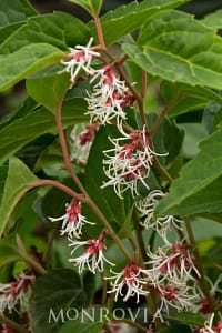 Pachysandra_axillaris__Windcliff_Fragrant_ | Cascadian Nurseries