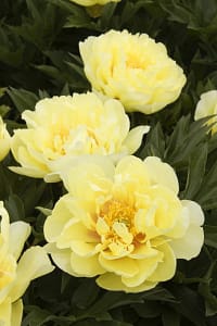 Paeonia-Itoh-Bartzella | Cascadian Nurseries
