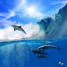 dolphins in ocean