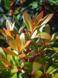 Drimys-lanceolata | Cascadian Nurseries