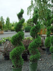 Juniper_Spartan_Spiral | Cascadian Nurseries