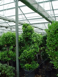 Ligustrum_Texanum_spiral | Cascadian Nurseries