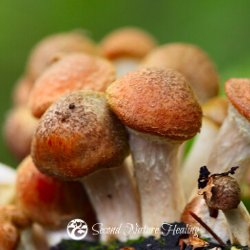 medicinal mushrooms for healing