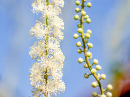 Black Cohosh Glycerite