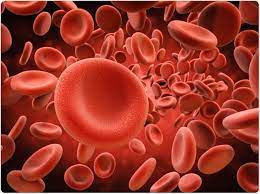 Red Blood Cell Boost Glycerite