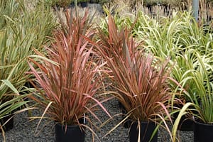 Phormium_Maori_Sunrise_5_gal | Cascadian Nurseries