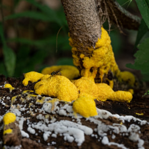 slime mold intelligence