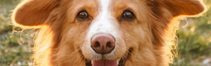 natural pet health alternatives