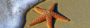 starfish story make a difference