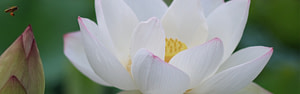 white lotus