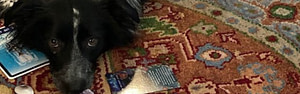 spiritual connection with dog