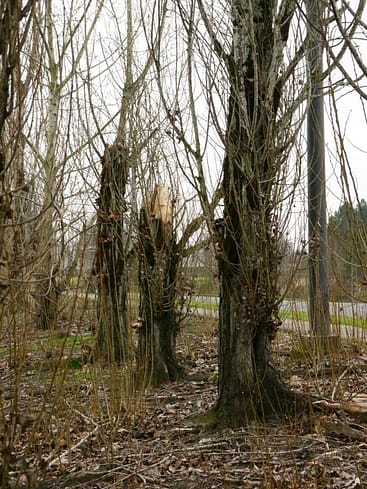 Dead poplars need removal