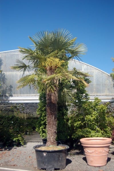 Trachycarpus_fortunei-1 | Cascadian Nurseries