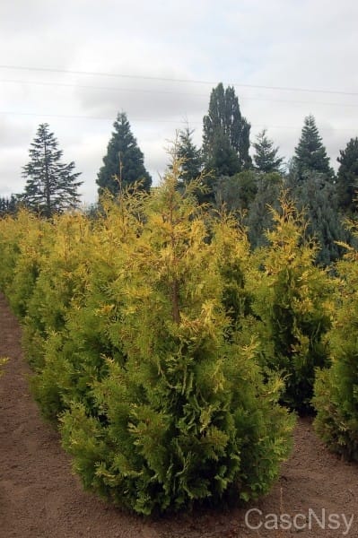 Conifers | Cascadian Nurseries