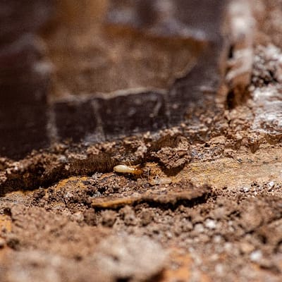 Termite Soil Pretreatment