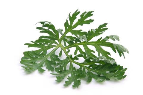 Wormwood Glycerite