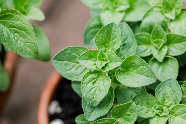 Oregano Glycerite