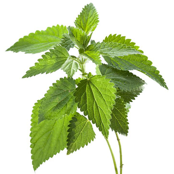Stinging Nettle Glycerite