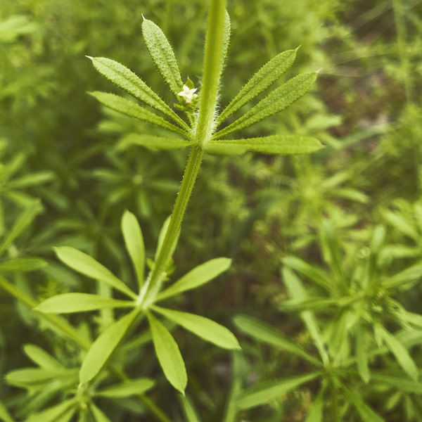 Cleavers Glycerite