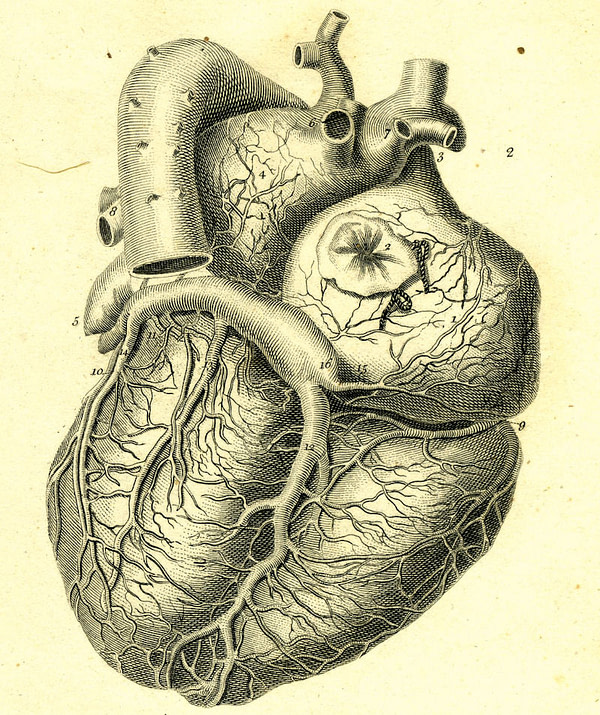 CardioProtective Glycerite