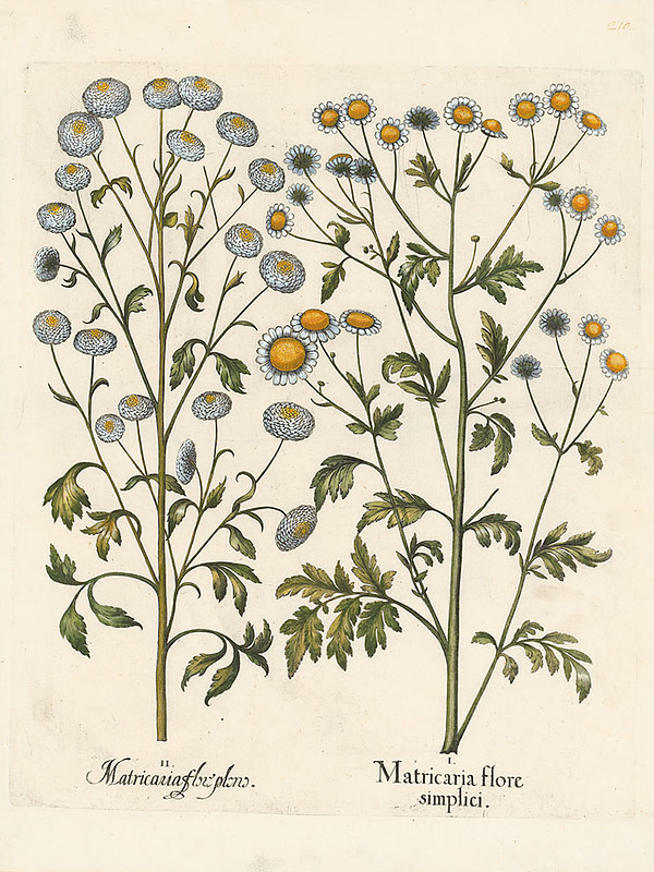 Feverfew Glycerite