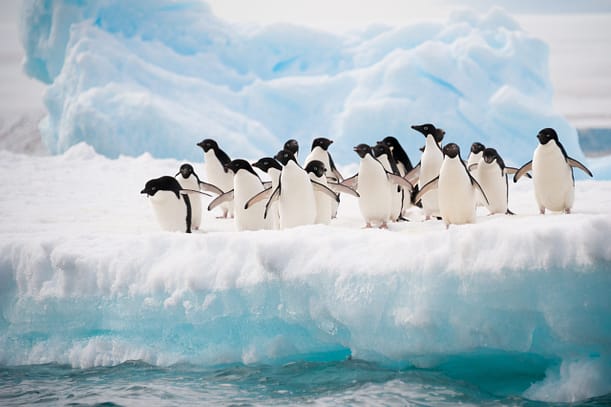 Penguins on the snow | Holiday Planit A group of penguins standing on a snowy ice shelf with a large blue iceberg behind them.