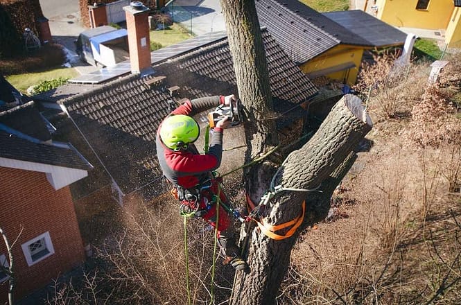 arborist
