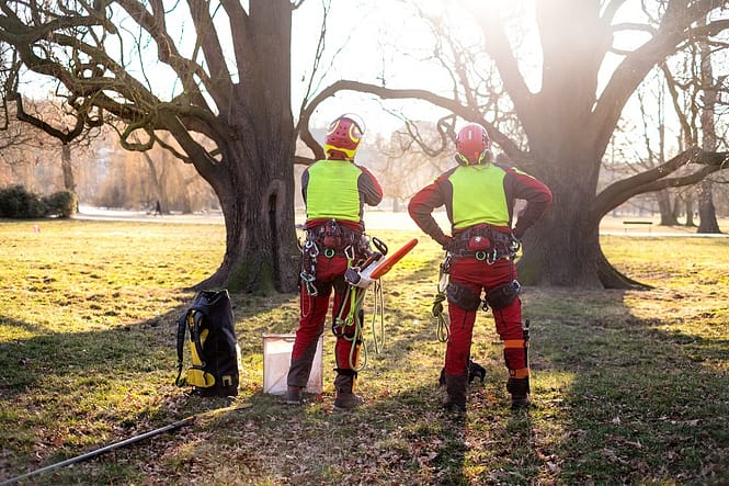 arborist consultation