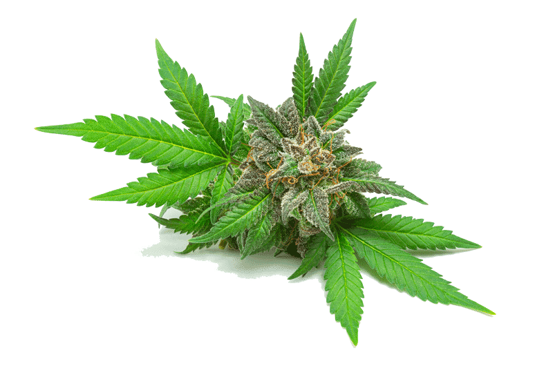 weed