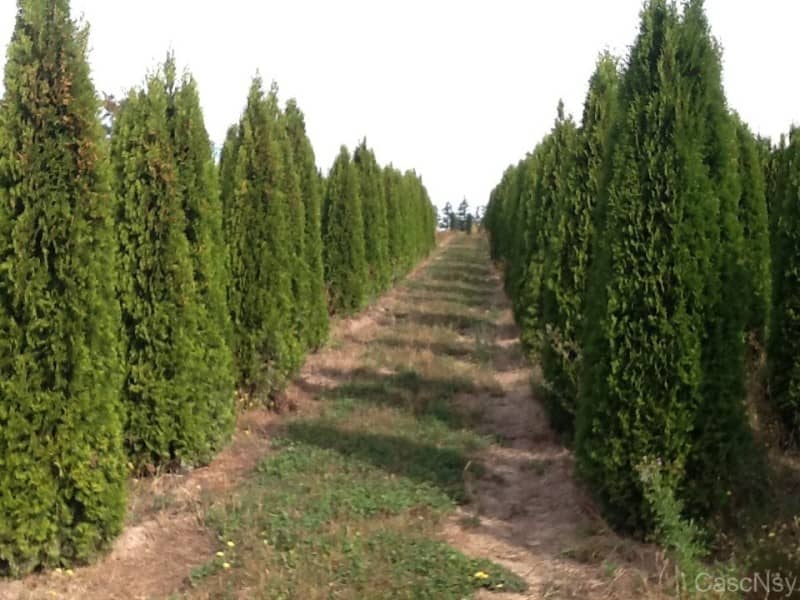 Conifers | Cascadian Nurseries