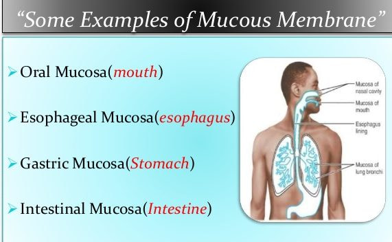 mucous membrane