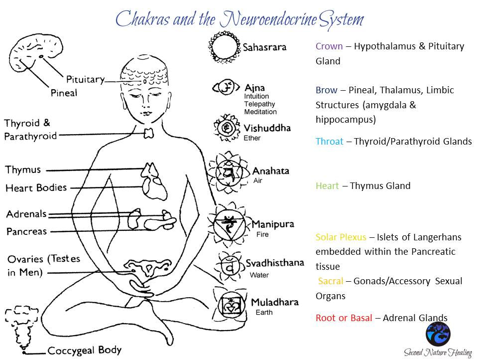 The Neuroendocrine System | Second Nature Healing®