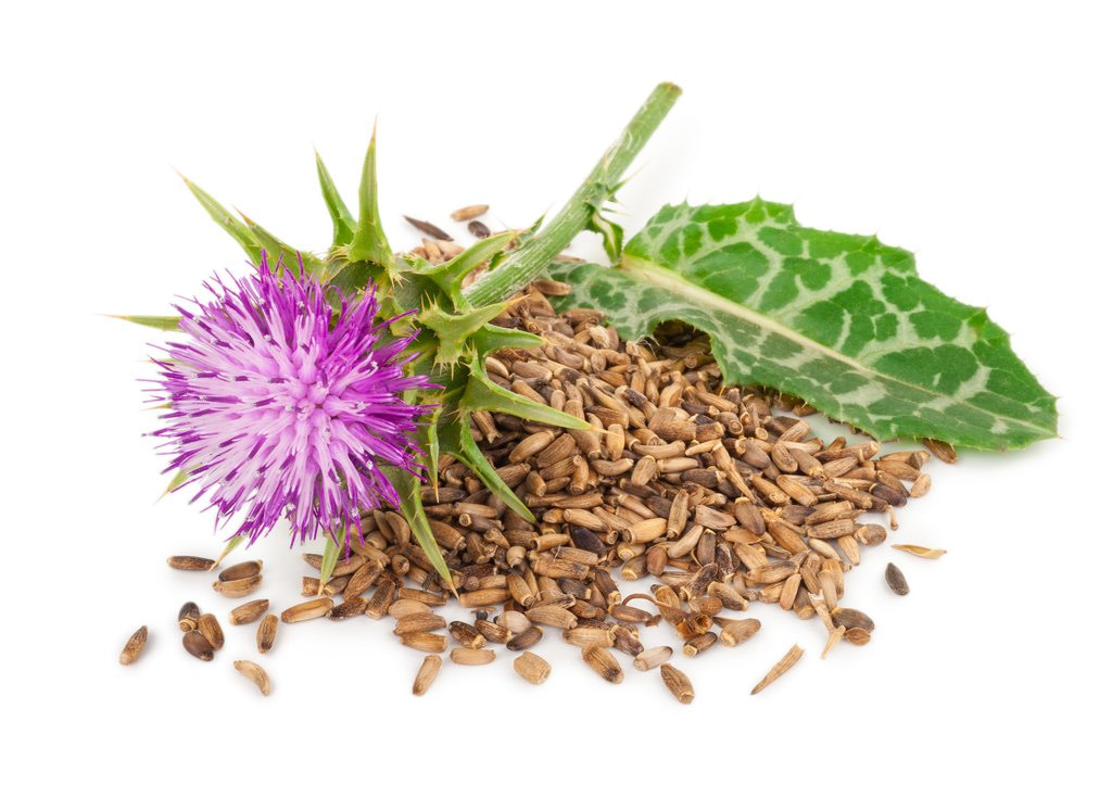 Milk Thistle Glycerite From Roots