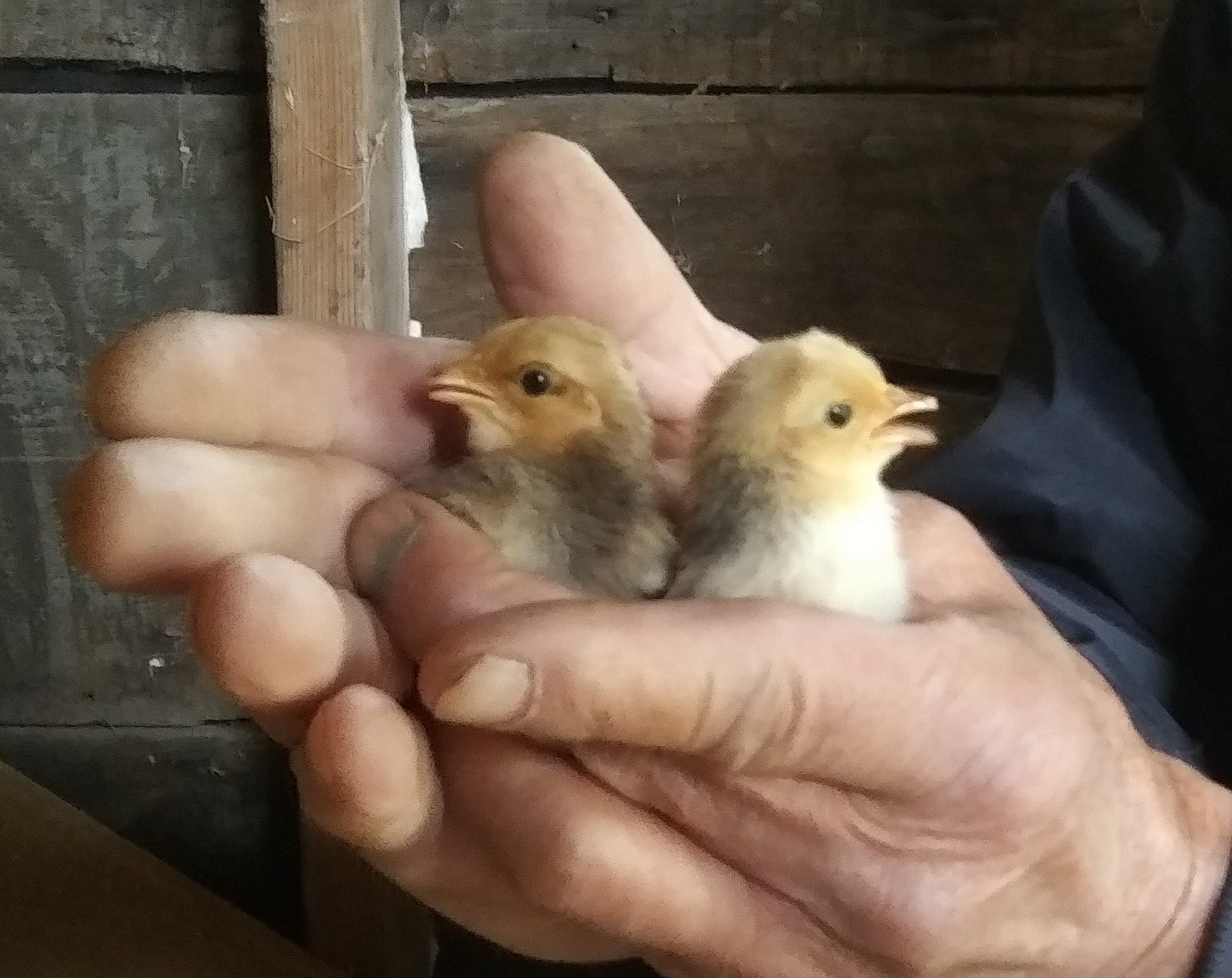 Chicks3