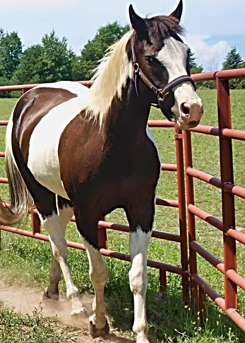 OLYMPUS DIGITAL CAMERA | Northern Pathways