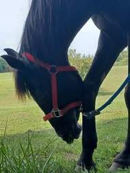 shadows-of-mahogany_orig