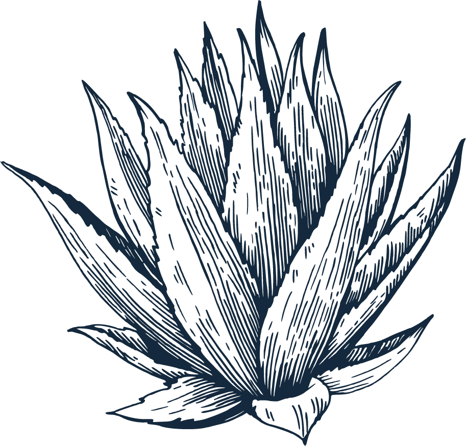 Agave | Humble 5 Agave All-Natural Ingredient found in Humble 5 Skin Care