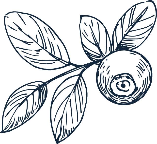 Blueberry | Humble 5 Blueberries All-Natural Ingredient found in Humble 5 Skin Care