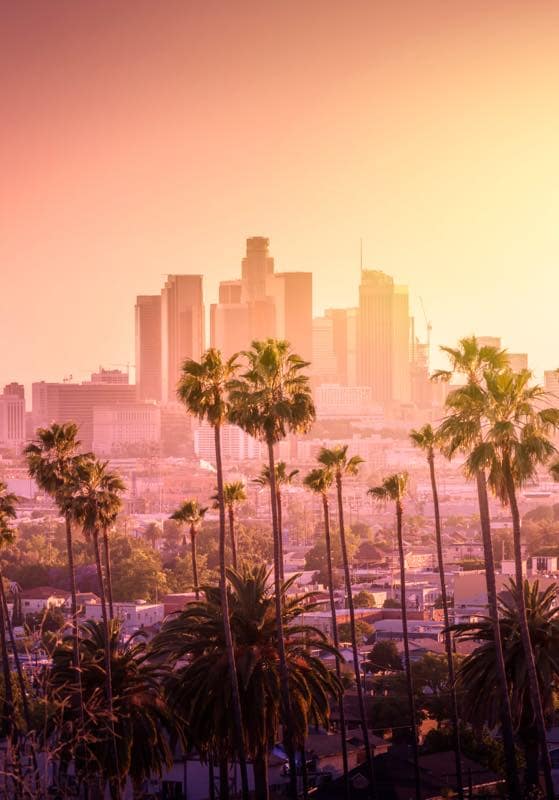 Beautiful sunset of Los Angeles downtown skyline and palm trees in foreground